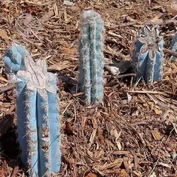 بذر کاکتوس پیلوسرئوس پاچی کلاندوس