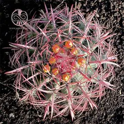 بذر فرو کاکتوس استاینسی