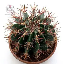 بذر فرو کاکتوس استاینسی