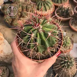 بذر فرو کاکتوس استاینسی