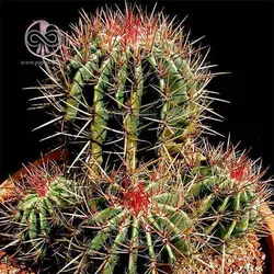 بذر فرو کاکتوس استاینسی