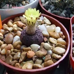 بذر کاکتوس فرالیا کائناست