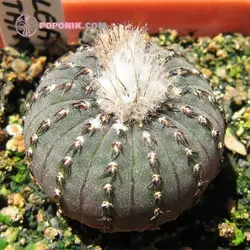 بذر کاکتوس فرالیا کائناست