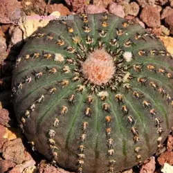 بذر کاکتوس فرالیا کائناست