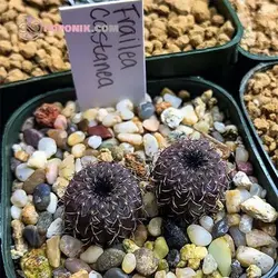 بذر کاکتوس فرالیا کائناست