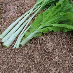 بذر کاهو سالاد مارچوبه روسی
