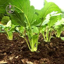 بذر کاهو سالاد مارچوبه روسی