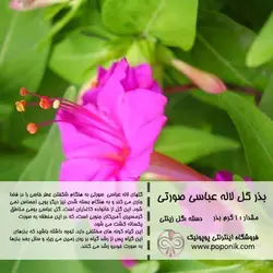 مجموعه بذر گل لاله عباسی