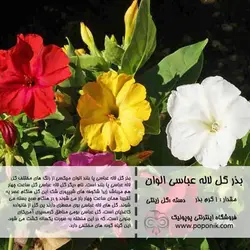 مجموعه بذر گل لاله عباسی