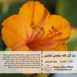 مجموعه بذر گل لاله عباسی