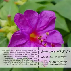 مجموعه بذر گل لاله عباسی