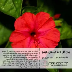 مجموعه بذر گل لاله عباسی