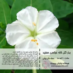 مجموعه بذر گل لاله عباسی