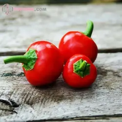 بذر فلفل مینیاتوری قرمز