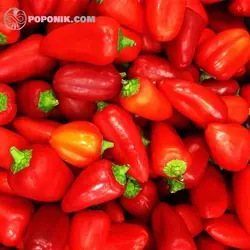 بذر فلفل مینیاتوری قرمز