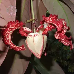 بذر درخت کالاباش (جوز هندی)