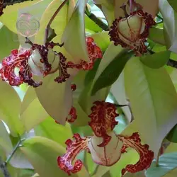 بذر درخت کالاباش (جوز هندی)