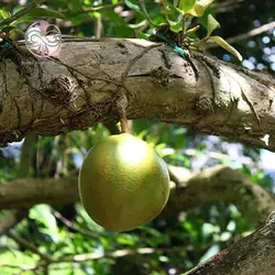 بذر درخت کالاباش (جوز هندی)