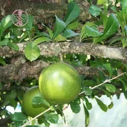 بذر درخت کالاباش (جوز هندی)