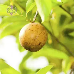 بذر درخت کالاباش (جوز هندی)