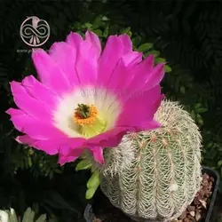 بذر کاکتوس اچینو سرئوس