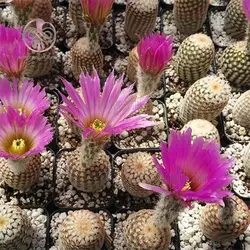 بذر کاکتوس اچینو سرئوس