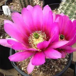 بذر کاکتوس اچینو سرئوس