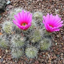 بذر کاکتوس اچینو سرئوس