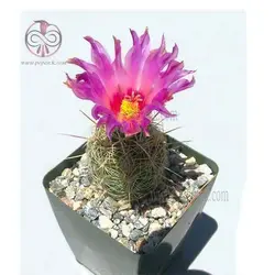 بذر تلو کاکتوس بایکلر