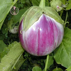 بذر بادمجان رزا بیانکا