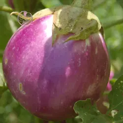بذر بادمجان رزا بیانکا