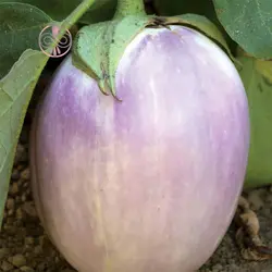 بذر بادمجان رزا بیانکا