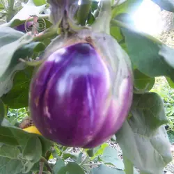 بذر بادمجان رزا بیانکا
