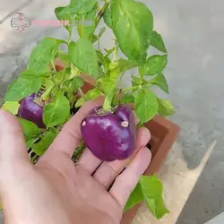 بذر فلفل دلمه ای بشقابی ارغوانی