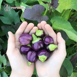 بذر فلفل دلمه ای بشقابی ارغوانی