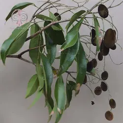 بذر تمبر هندی مخملی