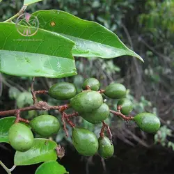 بذر تمبر هندی مخملی