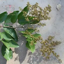 بذر تمبر هندی مخملی