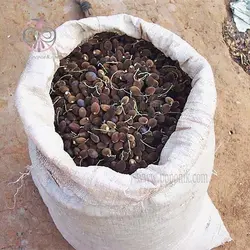 بذر تمبر هندی مخملی