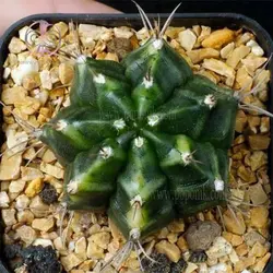 بذر کاکتوس چانه شکلاتی (ژمینو میهانویچی)