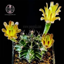 بذر کاکتوس چانه شکلاتی (ژمینو میهانویچی)