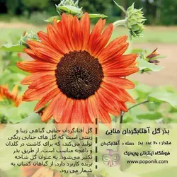 مجموعه بذر گل آفتابگردان