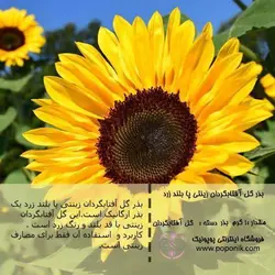 مجموعه بذر گل آفتابگردان