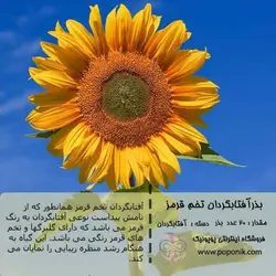 مجموعه بذر گل آفتابگردان