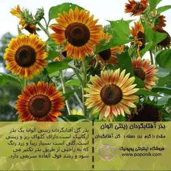 مجموعه بذر گل آفتابگردان