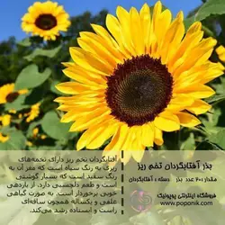 مجموعه بذر گل آفتابگردان