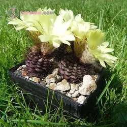 بذر کاکتوس فرالیا آنجلسی