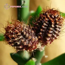 بذر کاکتوس فرالیا آنجلسی