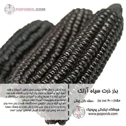 مجموعه بذر ذرت