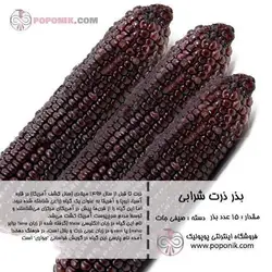 مجموعه بذر ذرت